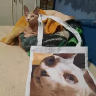 Где заказать сумку с фотографией своего кота