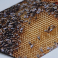 фотомагниты в виде пчелиных сот