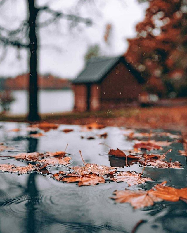 отражение в луже красивое фото осенью